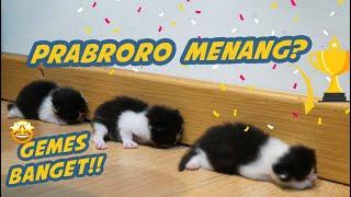 3 ANAK KUCING PERSIA KEMBAR LOMBA MERANGKAK