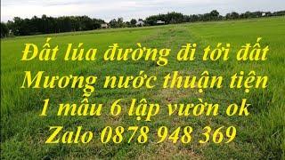 Đất lúa giá rẻ nhất khu vực Mỹ quý đông Đức huệ long an#005