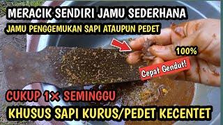 Rahasia Sapi Kurus Pedet Kecentet Cepat Gemuk dengan Jamu Biar lahap makan dan Minum