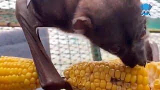 Mandis aviary daily life  Corn on the cob is an exciting treat