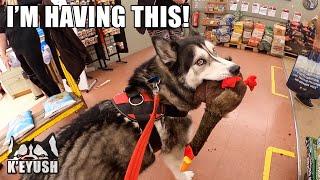Husky Goes Shopping And Makes Strangers Laugh