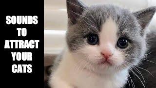 Cat Sounds to Attract Cats #10