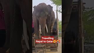 Qatar Elephant express something #shorts #viral #shortsvideo #elephants #qatar_elephant #fy