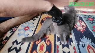 HOW TO STOP  HEAT CYCLE OF YOUR CAT   Jmansog Channel  #shorts #youtubeshorts #cat