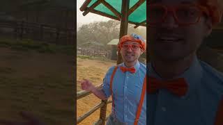 Blippi Meets a Llama at the Pet Zoo  Blippi Shorts  #shorts #blippi #animals