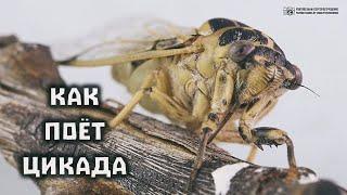 Как поют цикады. Строение и функции механизма стрекотания.  Clever Cricket