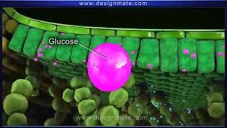 Grade 6 Science- Photosynthesis