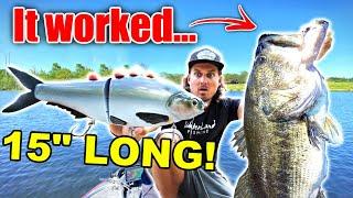 The WORLDS BIGGEST Shad Swimbait is the ONLY Bait Giant Fish would Eat? 15 Inch Fishing Lure