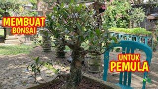 MEMBUAT BONSAI Cara Pindah Bonsai Beringin Teruntuk Pemula