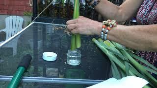 Medicinal Plant Powerful Cattail Gel Makes Skin Cancer Fall Off  LIKE SUBSCRIBE RING BELL