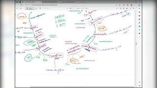 The citric acid cycle  Metabolism of glycogen  Gluconeogenesis