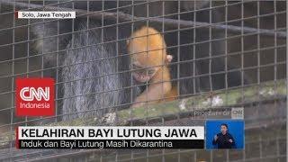 Kelahiran Bayi Lutung Jawa