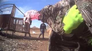 Workers Laughed at Dying Turkey on This “Happy” Turkey Farm