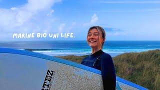 marine biology uni vlog  studying marine biology  surfing  wellness habits