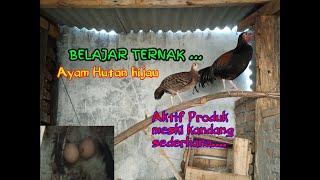 BELAJAR BERTENAK AYAM HUTAN HIJAU.