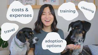 Everything you need to know about adopting and owning a dog