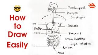 How to Draw Human Digestive System Step by Step for Beginners  How to Draw Digestive System