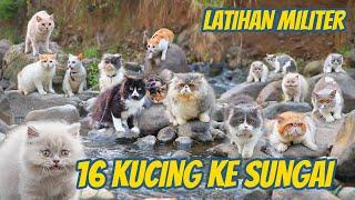 KUCING KUCING PADA HEBOH MAINAN DI SUNGAI