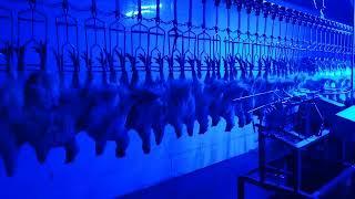 chicken slaughterhouse stunning and automatic killing machine