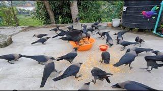 Crow bird Fight for Food - Crow bird unity anger and sound for food  Different kauwa ki awaz P1077