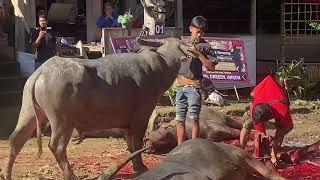 Tinggoro Tedong  Sembelih Kerbau 