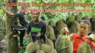 DULU RUGI KINI ANAK MUDA INI SUKSES JADI JURAGAN DURIAN DENGAN PANEN 600 BUAH MASAK POHON PER HARI