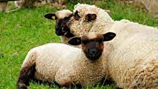 овцы порода суффолк из Европы.