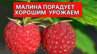 Лучшая подкормка малины для большого урожая