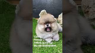 Female pomeranian 2 months Wa081808484896