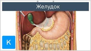 Желудок - Анатомия человека  Kenhub