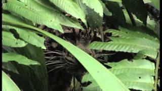 Borneo Clouded Leopard