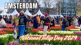 200000 TULIPS IN AMSTERDAM NATIONAL TULIP DAY   The start of Tulip season in the Netherlands