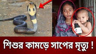 শিশুর কামড়ে সাপের মৃত্যু   Bangla News  Mytv News