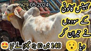 145k & 155k Soda At Bhains Colony cow Mandi May 29 2024 updateRates BargainingB4BIRDS