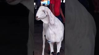 Goats From Bakra Eid 2024 #bakra #goat #bakraeid #bakraeid2025 #bakraeidspecial #trending #biggoats