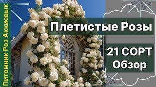 Плетистые Розы обзор 21 сорта с характеристиками . Питомник Роз Аккиевых.