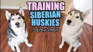 How To Train A Siberian Husky - 5 Easy Steps