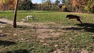 Brandi hops excited scaring Luna