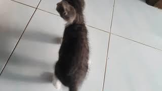 Video Safa & Kucing Sedang Bermain