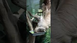 The sloth is eating #sloth #лінивець