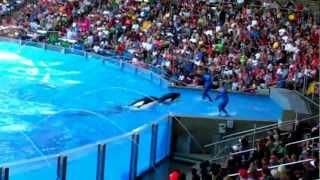 Seaworld Orlando One Ocean Shamu Show 2012 HD