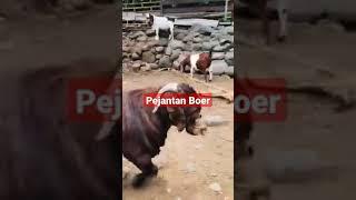 Pejantan Boer Super Red Kalahari#kambingboer