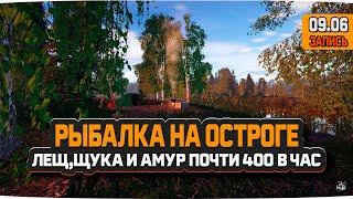 Озеро Старый Острог. Заработал на Леще Щуке и Амуре почти 400 серебра за час — Русская Рыбалка 4