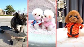 Tik Tok China Trends. Funny Cats and Dogs Awesome Cute Pet Animals. Ep.28 TRENDY