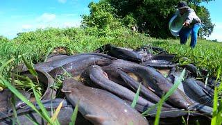 wow amazing a fisherman catch a lots of catfish under grass in field by best hand little water