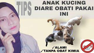 OBAT KITTEN  ANAK KUCING DIARE LANGSUNG SEMBUH  BAHAN ALAMI