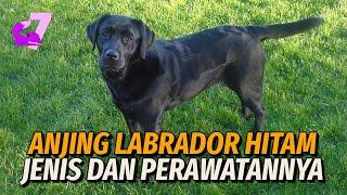 PANDUAN PERAWATAN LENGKAP ANJING LABRADOR HITAM  EKOR7