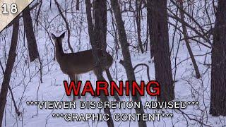 If you were SCARED of COYOTES Before DONT WATCH THIS WARNING GRAPHIC