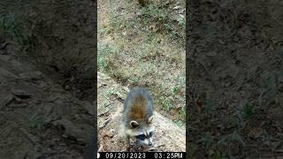 Alabama Trail Camera Videos #animalshorts #naturelovers #raccoon #bobcat