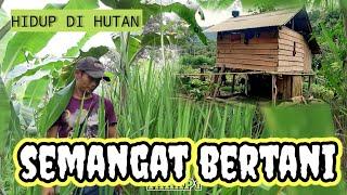 HIDUP DI HUTAN MENJADI PETANI HARUS RAJIN BERCOCOK TANAM. UNTUK KEBUTUHAN HIDUP SEHARI HARI LI JHON